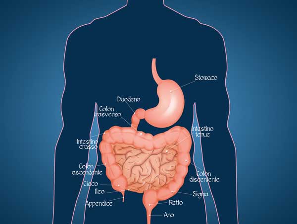 8 Fruits for a Clean and Vibrant Colon: Unlocking Colon Health